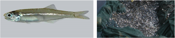 Adult Bay Anchovy on the left and large group of Bay Anchovy collected during standardized sampling of a restoration site in Tampa Bay, FL. Images from: Left - J. Van Tassell & D. Robertson, https://biogeodb.stri.si.edu/caribbean/en/pages; Right – Dr. Amanda Croteau, UWF