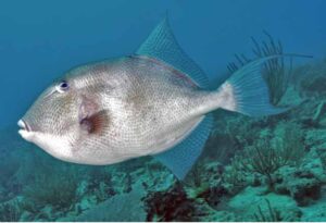 Figure 1: Typical adult Gray Triggerfish coloration. Photo credit: Eaker Richard (https://biogeodb.stri.si.edu/caribbean).