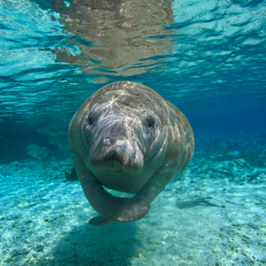 manatee